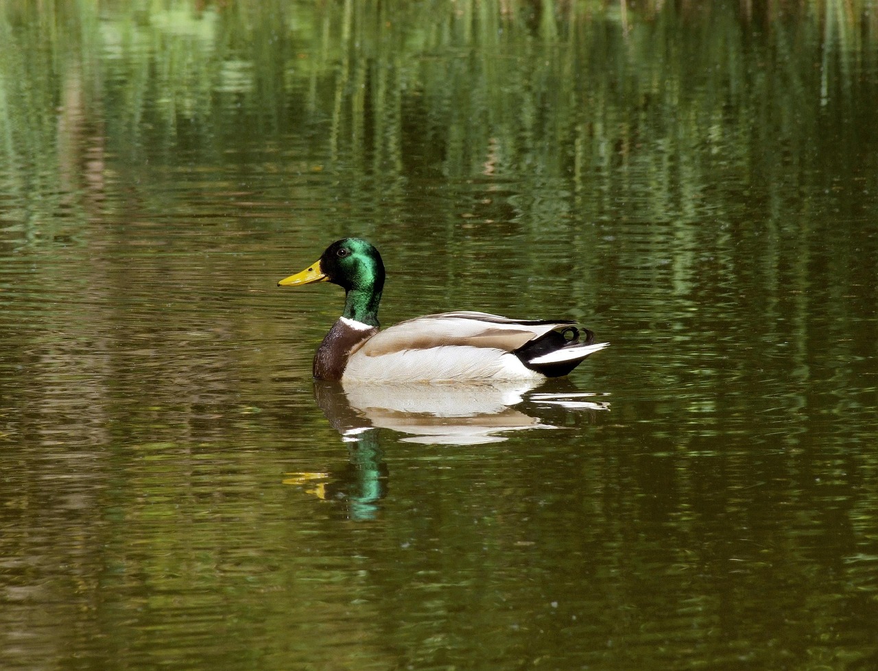 一人旅で訪れる湖の癒しスポットはどこですか？