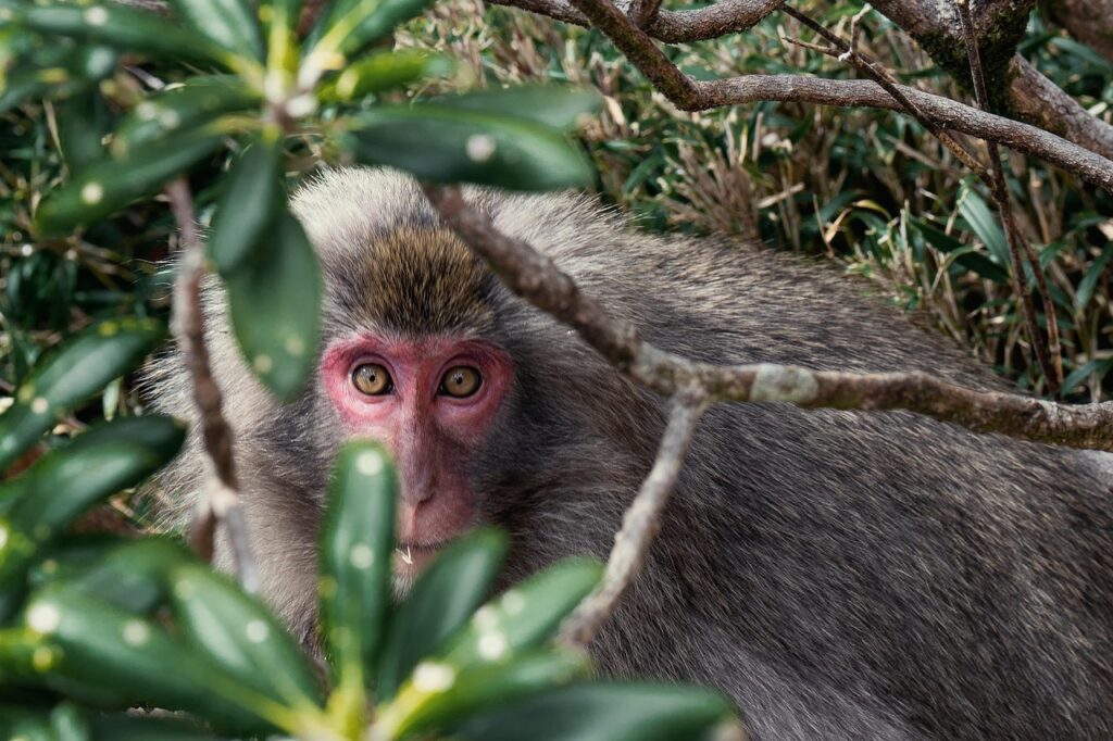 一人旅で屋久島の癒される場所はどこですか？